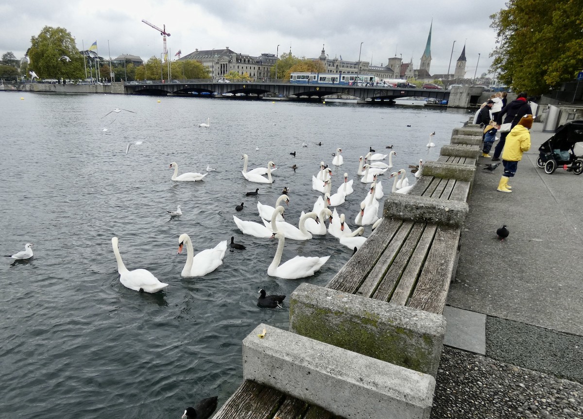 Mute Swan - ML492496981