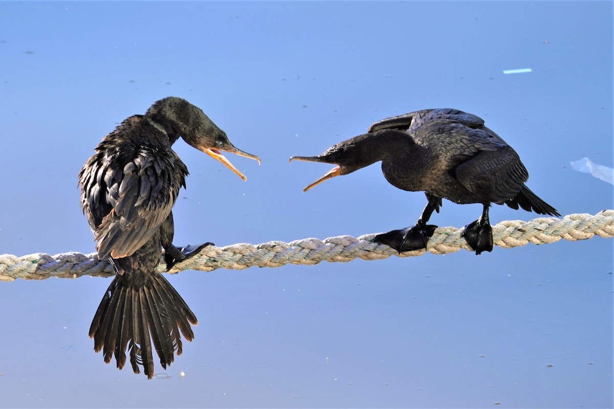 Neotropic Cormorant - ML492497021