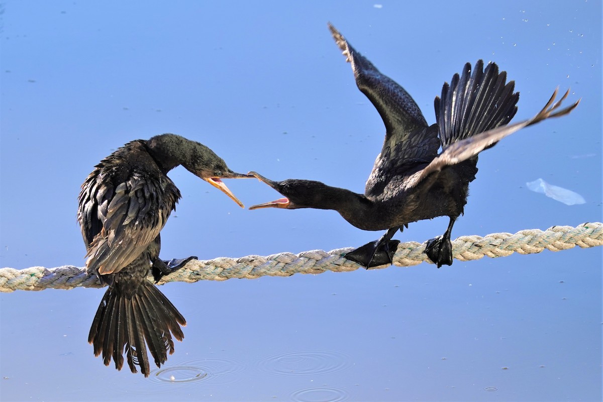 Neotropic Cormorant - ML492497031