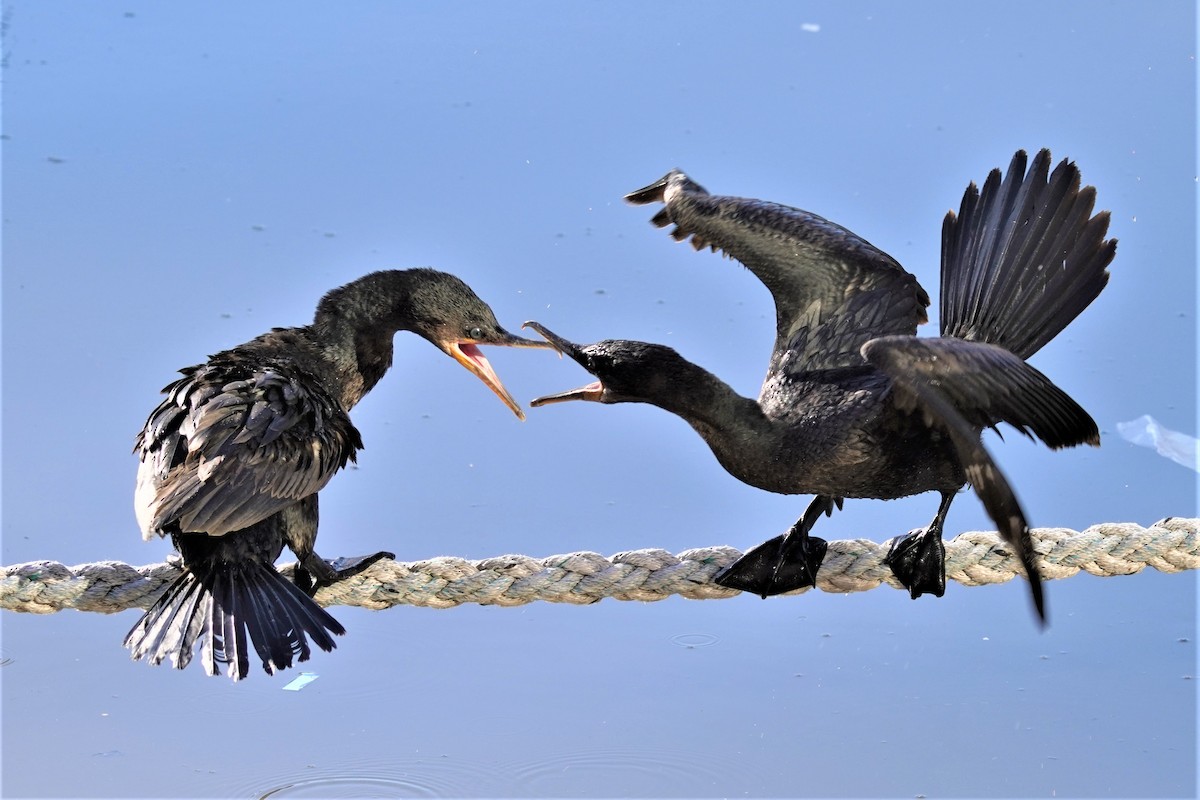 Neotropic Cormorant - ML492497041