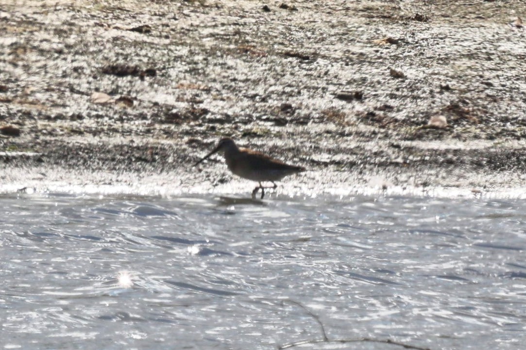 Long-billed Dowitcher - ML492497061