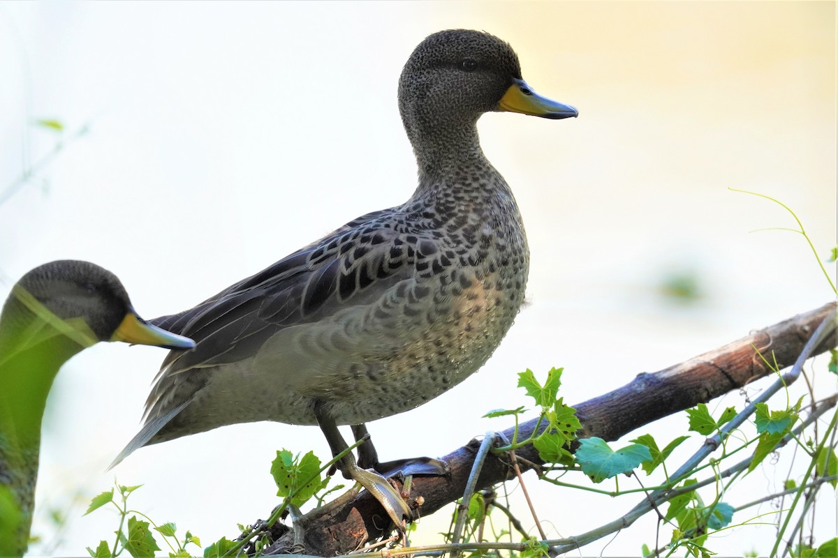 Yellow-billed Teal - ML492497131