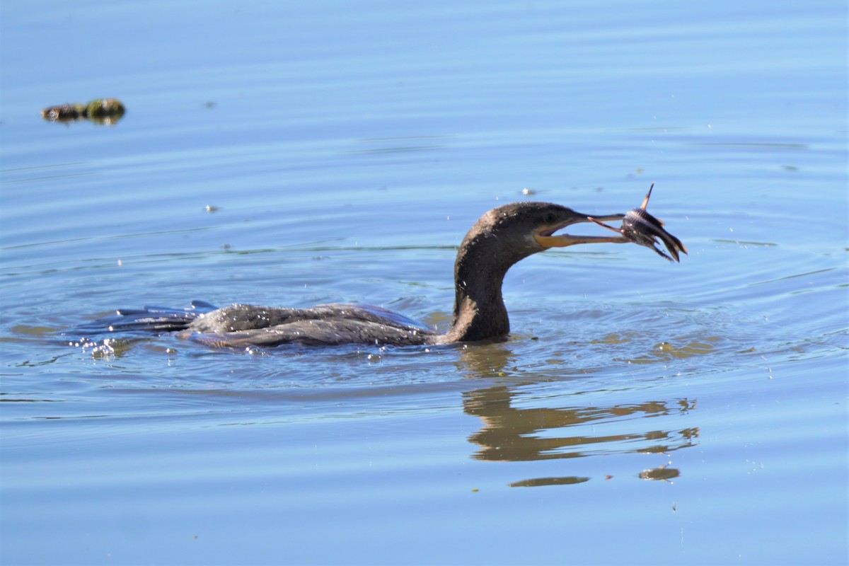 Neotropic Cormorant - ML492497291