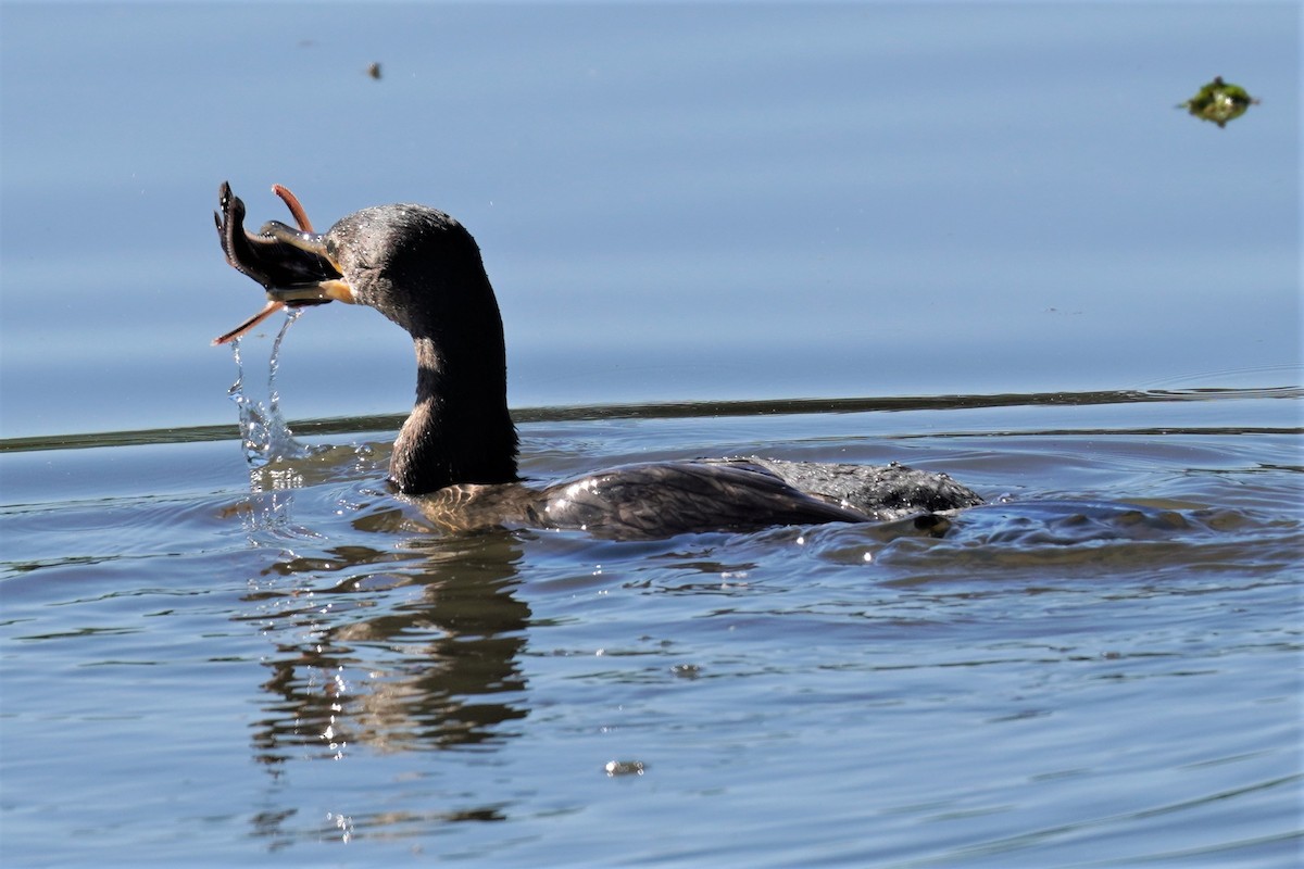 Neotropic Cormorant - ML492497311