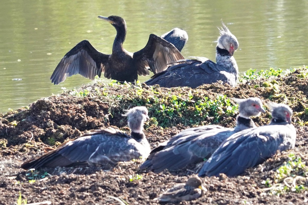 Neotropic Cormorant - ML492497331
