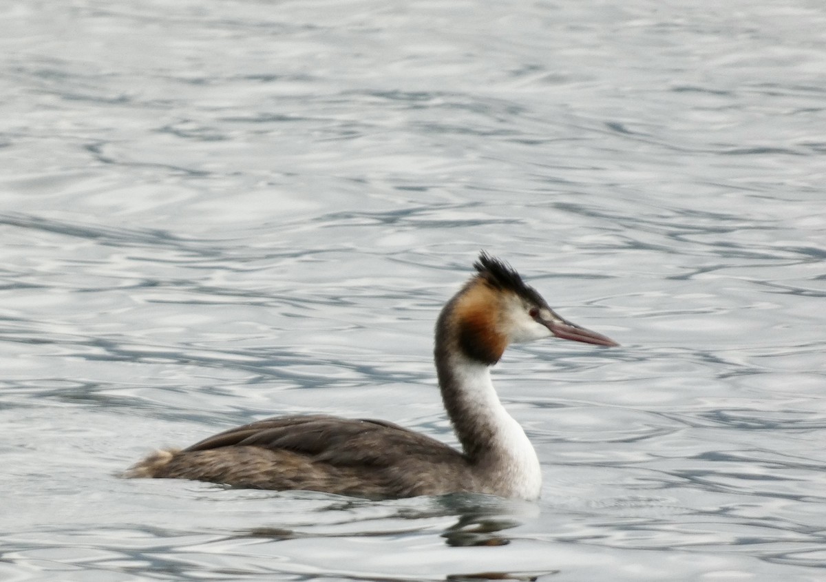 Great Crested Grebe - ML492497641