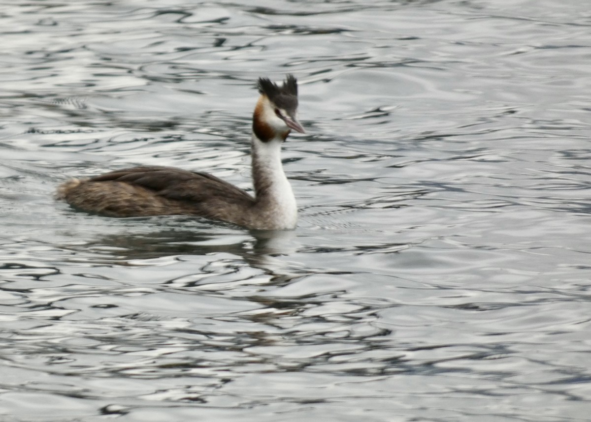 Great Crested Grebe - ML492497651