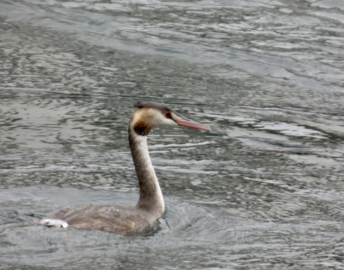 Great Crested Grebe - ML492497661