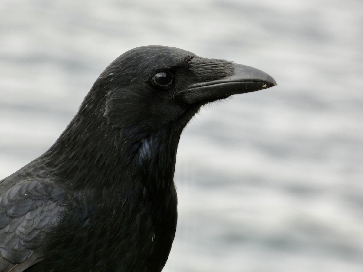 Carrion Crow - ML492498441