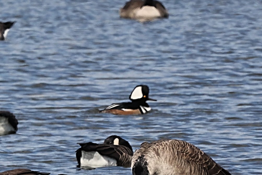 Hooded Merganser - ML492498631