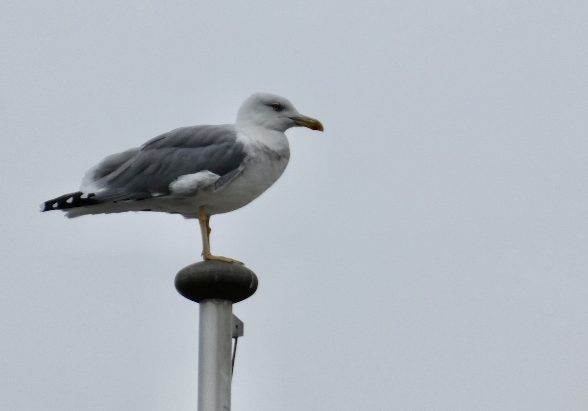 Yellow-legged Gull - ML492499501