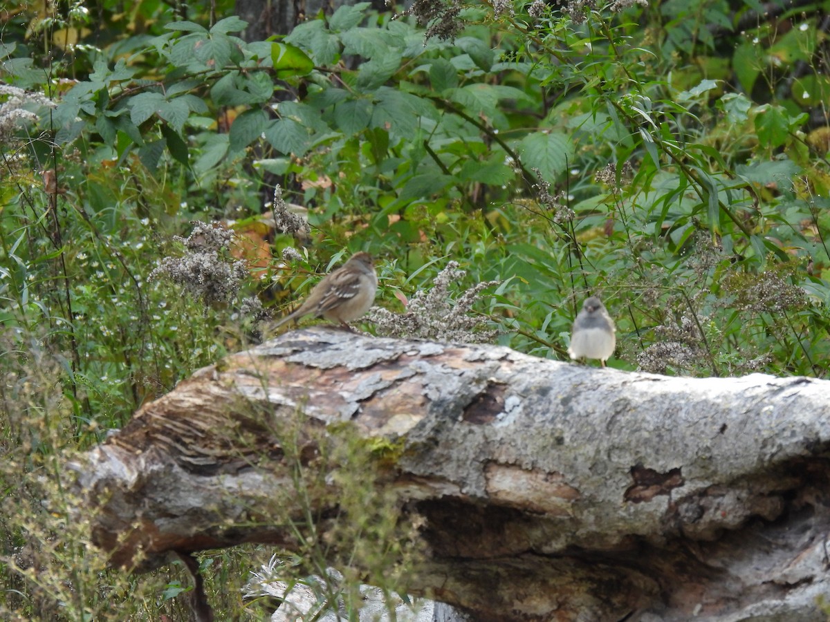 Dark-eyed Junco - Heather Gray Toner