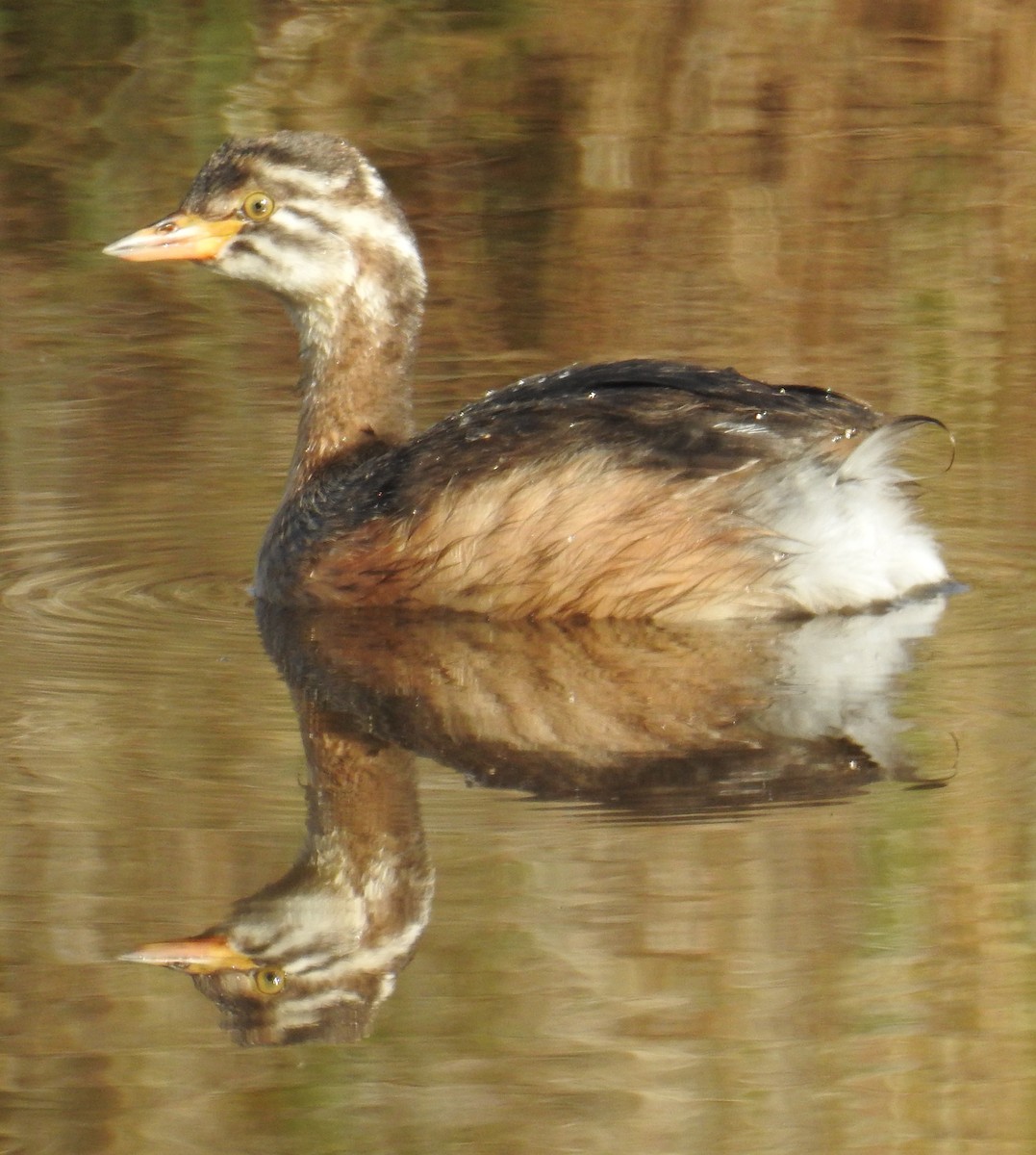 Australasian Grebe - ML49250021