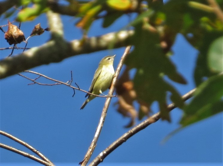 Philadelphia Vireo - ML492500321