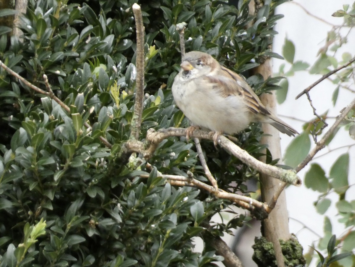 House Sparrow - ML492501101