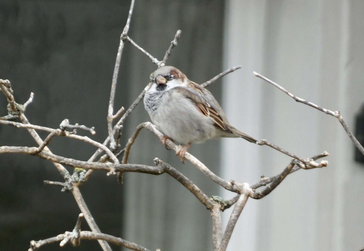 House Sparrow - ML492501111