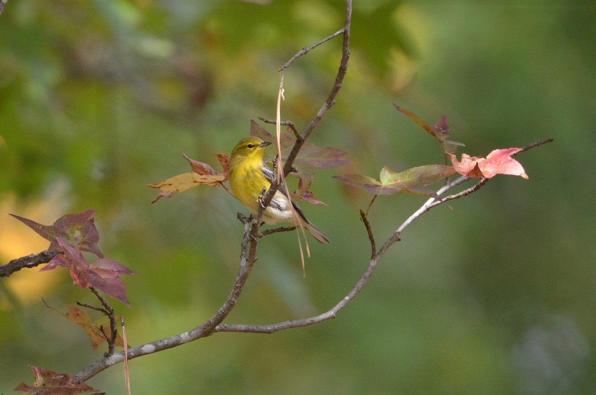 Pine Warbler - ML492501441