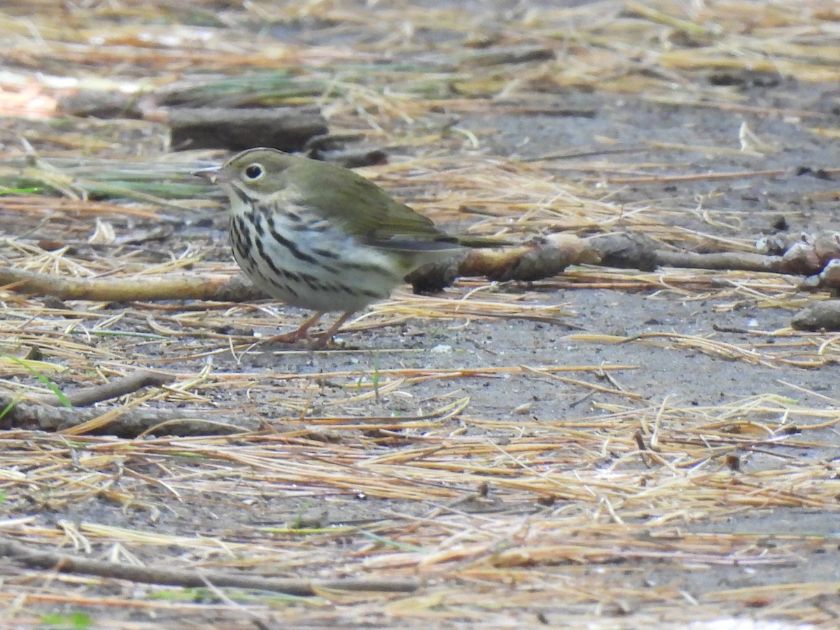 Ovenbird - Heather Gray Toner