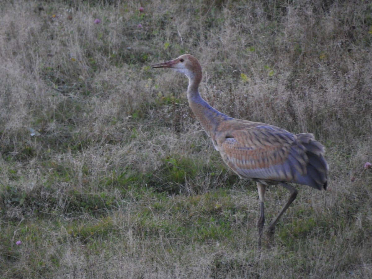 jeřáb kanadský (ssp. canadensis) - ML492503171