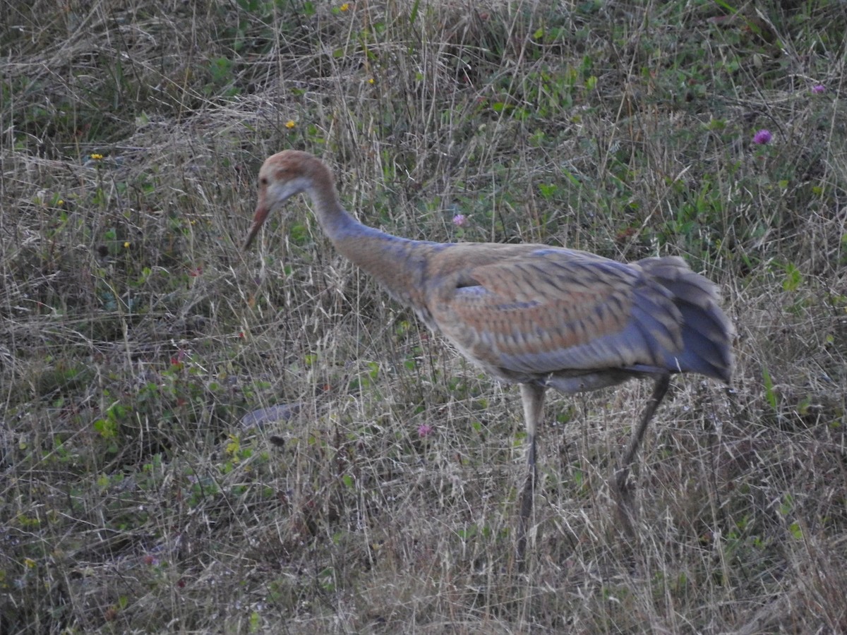 jeřáb kanadský (ssp. canadensis) - ML492503551