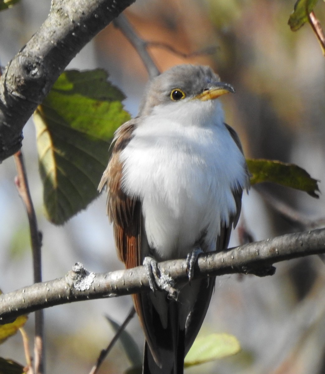 Yellow-billed Cuckoo - Dave Milsom