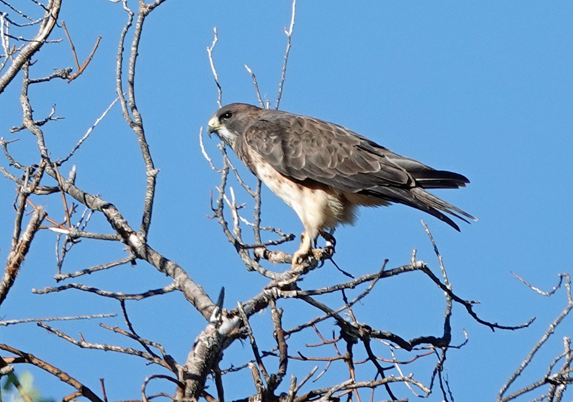 Swainson's Hawk - ML492505941