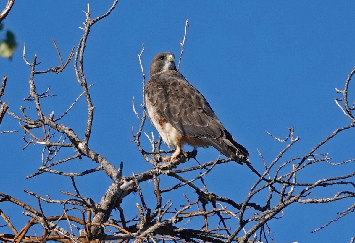 Swainson's Hawk - ML492505951