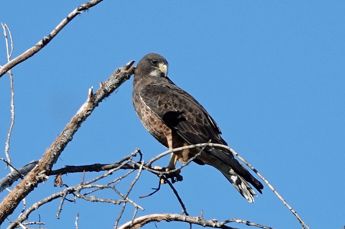 Swainson's Hawk - ML492506101