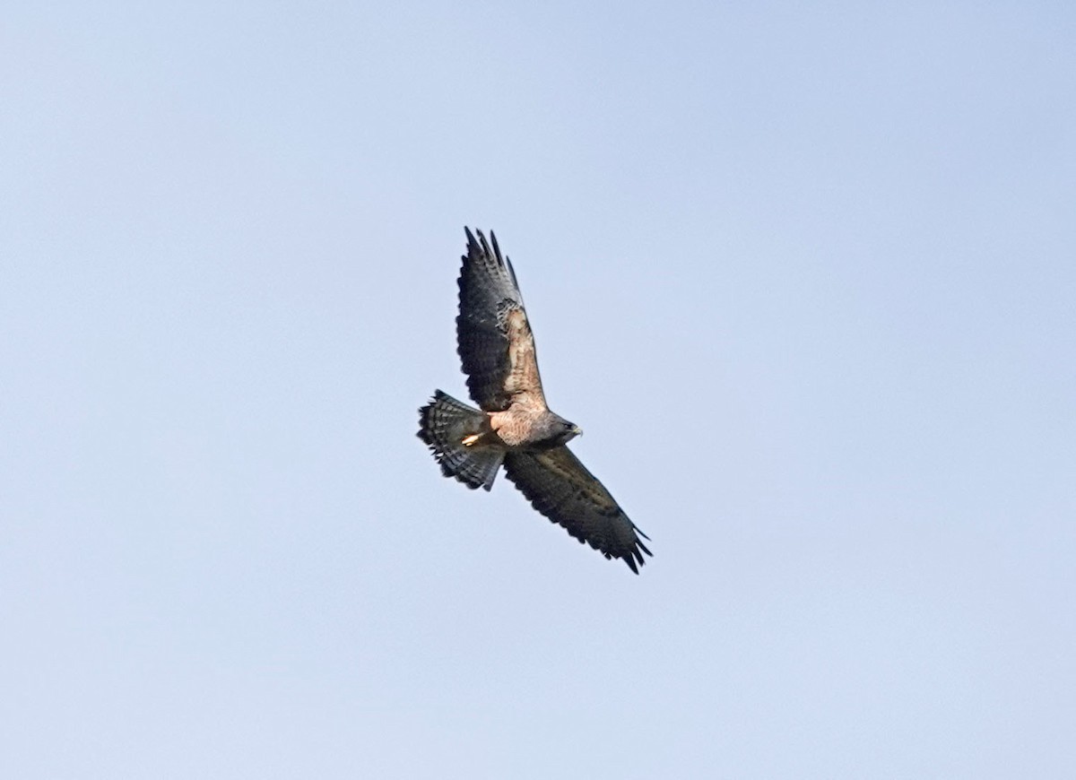 Swainson's Hawk - Cathy Beck