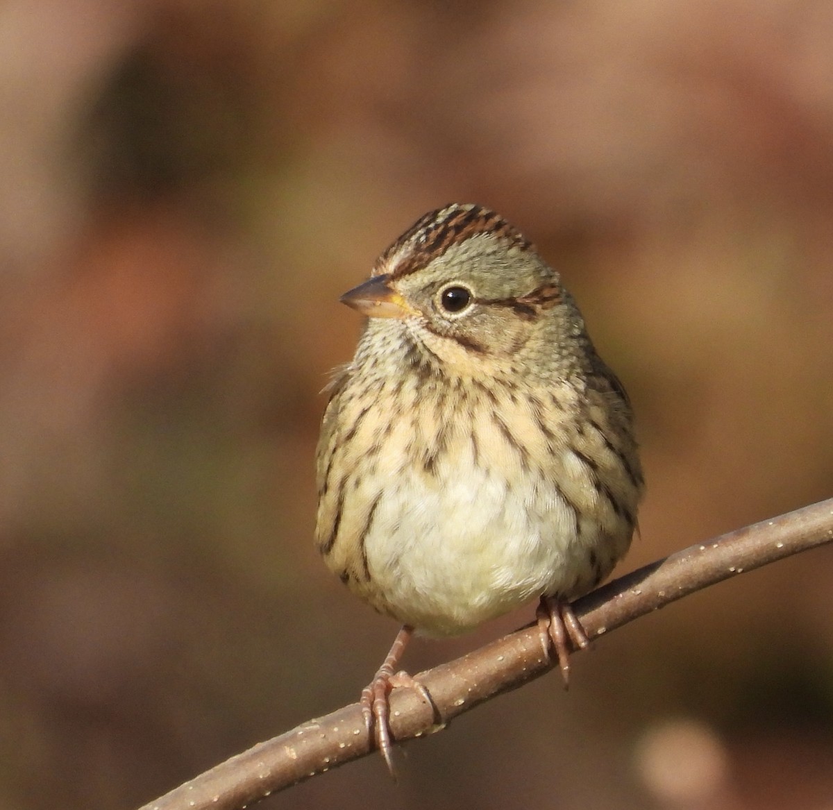 Lincoln's Sparrow - ML492506741