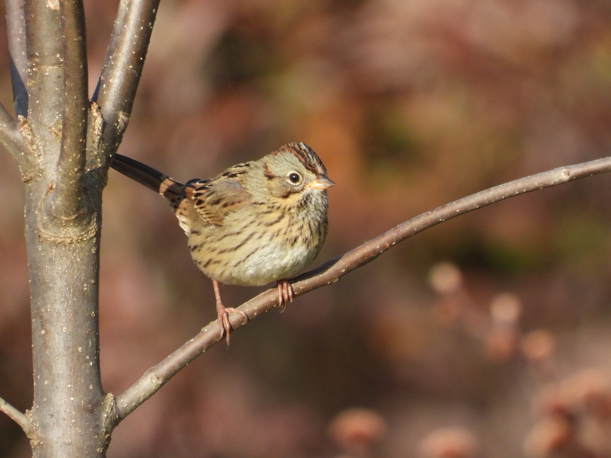 Lincoln's Sparrow - ML492506751