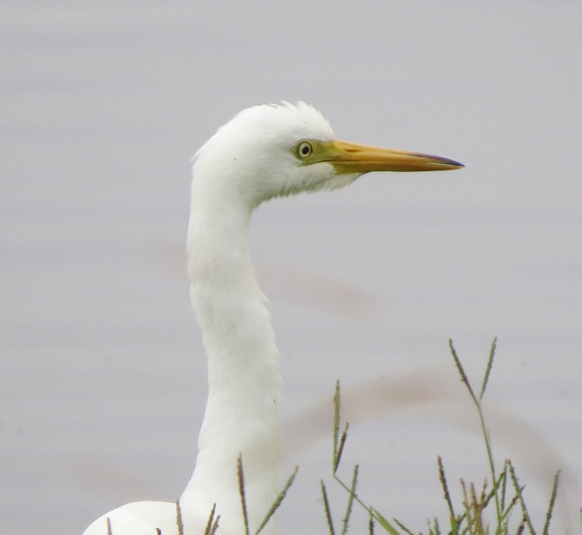 Plumed Egret - ML49250701