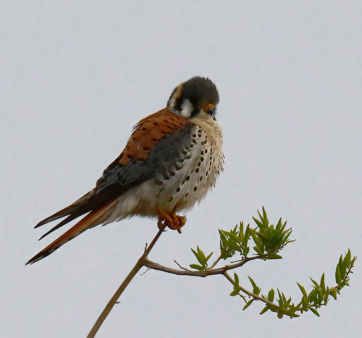 American Kestrel - ML492507701