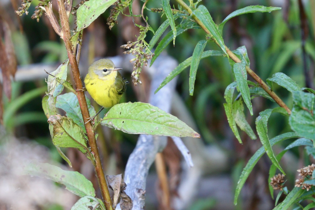 Prairie Warbler - Aaron Marshall