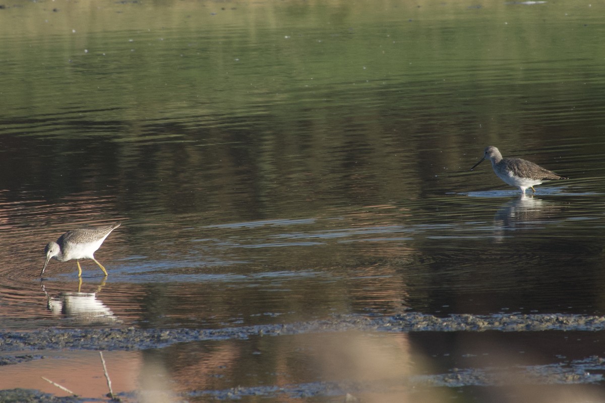 Greater Yellowlegs - ML492508821