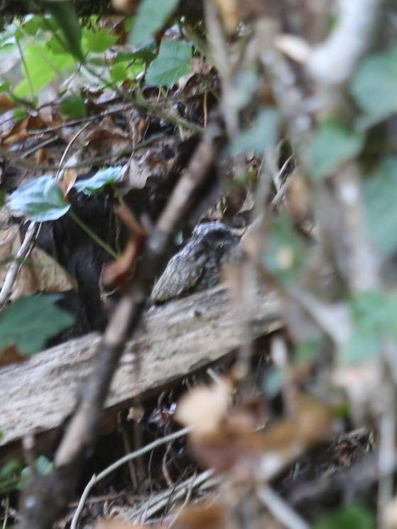 Common Poorwill - ML492509251