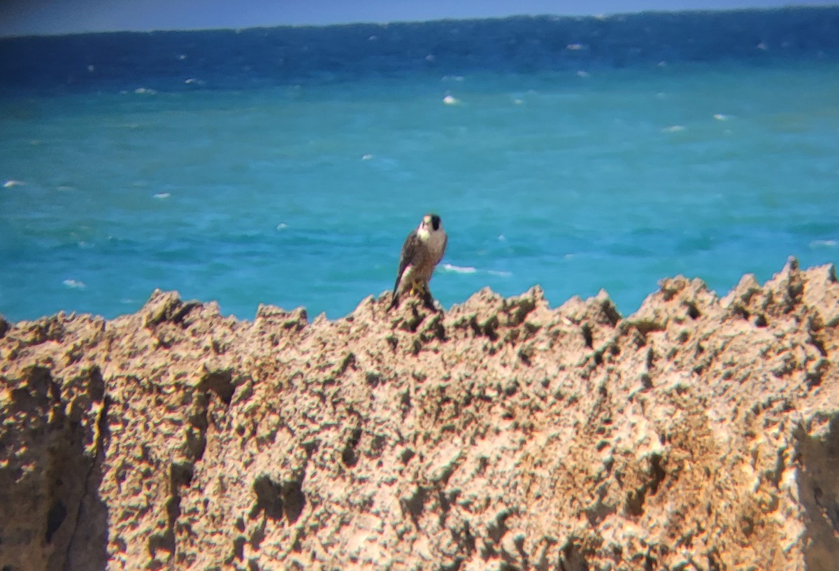 sokol stěhovavý - ML492509361