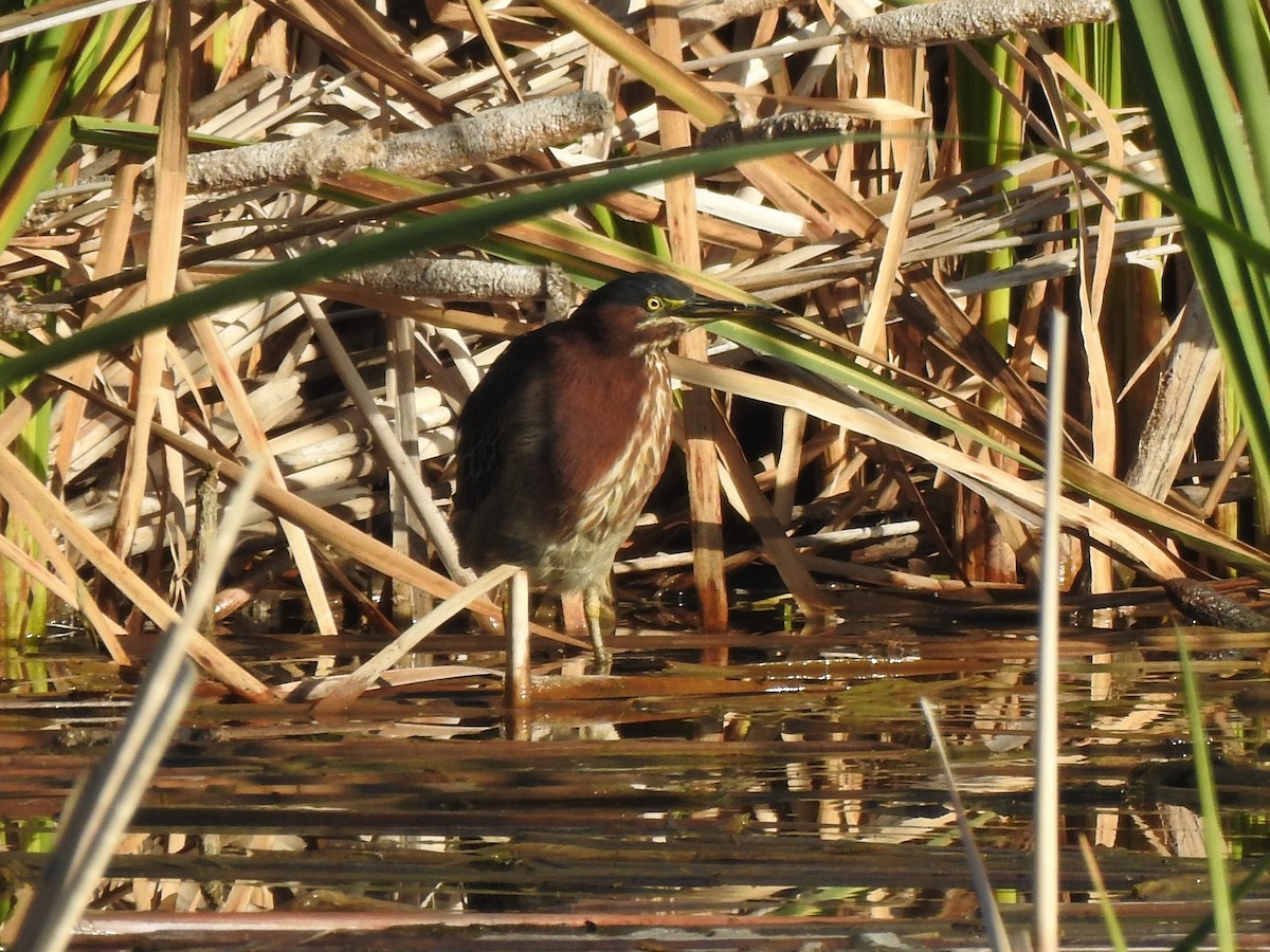 Green Heron - ML492509511