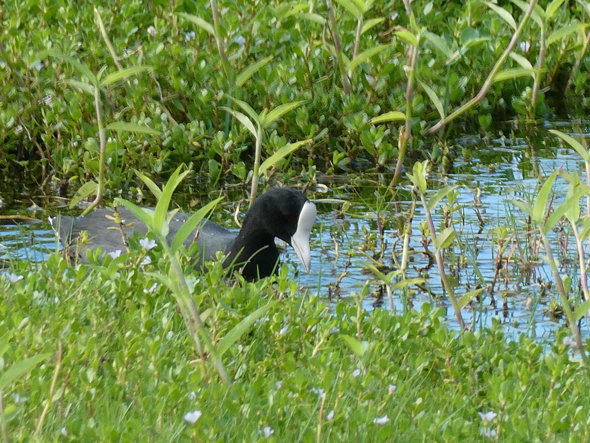 Hawaiian Coot (White-shielded) - ML492509721