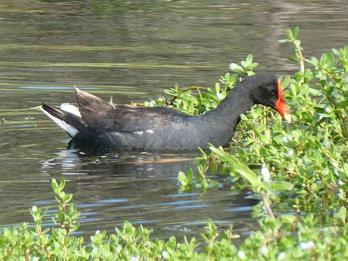 Common Gallinule (Hawaiian) - J Joseph