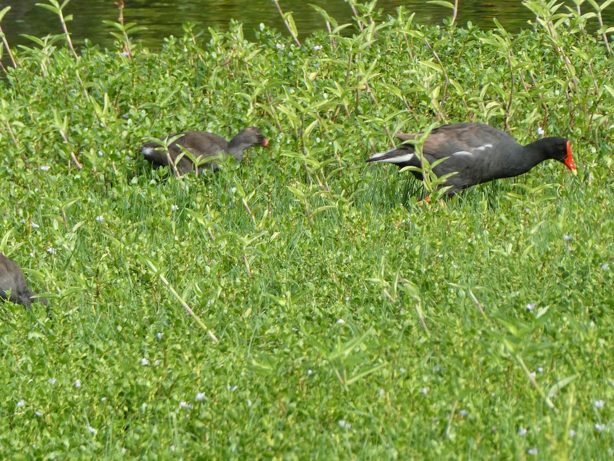 Common Gallinule (Hawaiian) - ML492509961