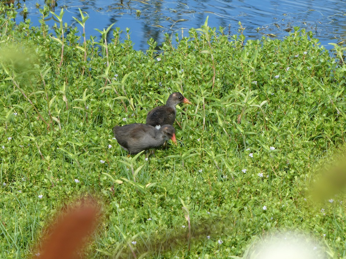 Common Gallinule (Hawaiian) - ML492509991