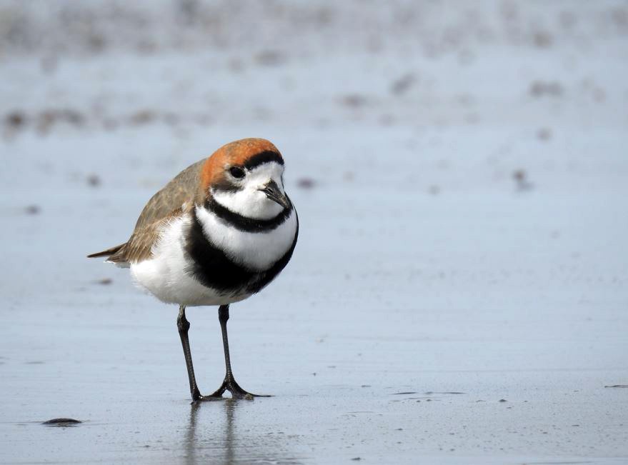 Two-banded Plover - ML492510351