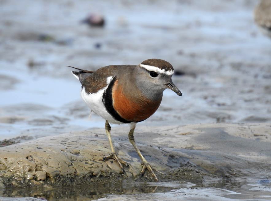 Rufous-chested Dotterel - Marcio Kerbage