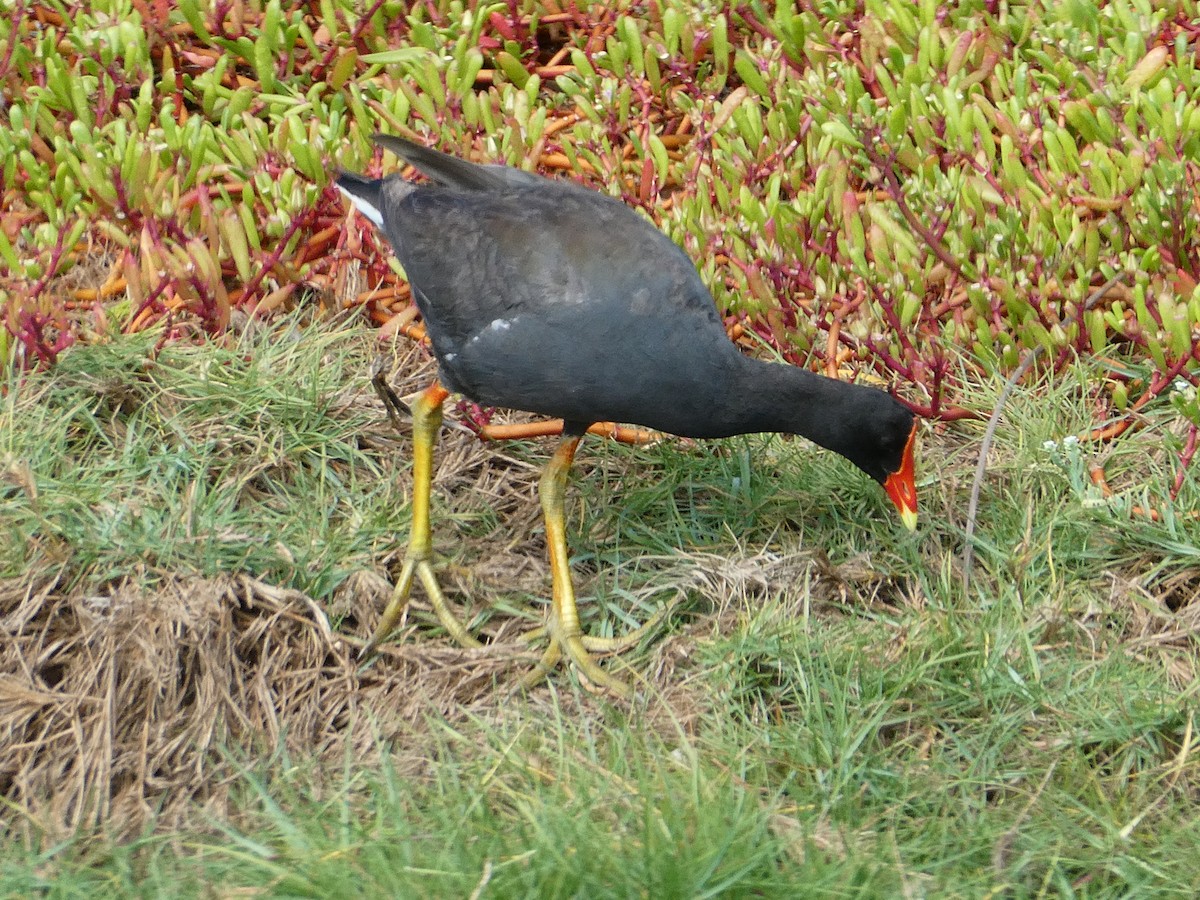 Common Gallinule (Hawaiian) - ML492510441