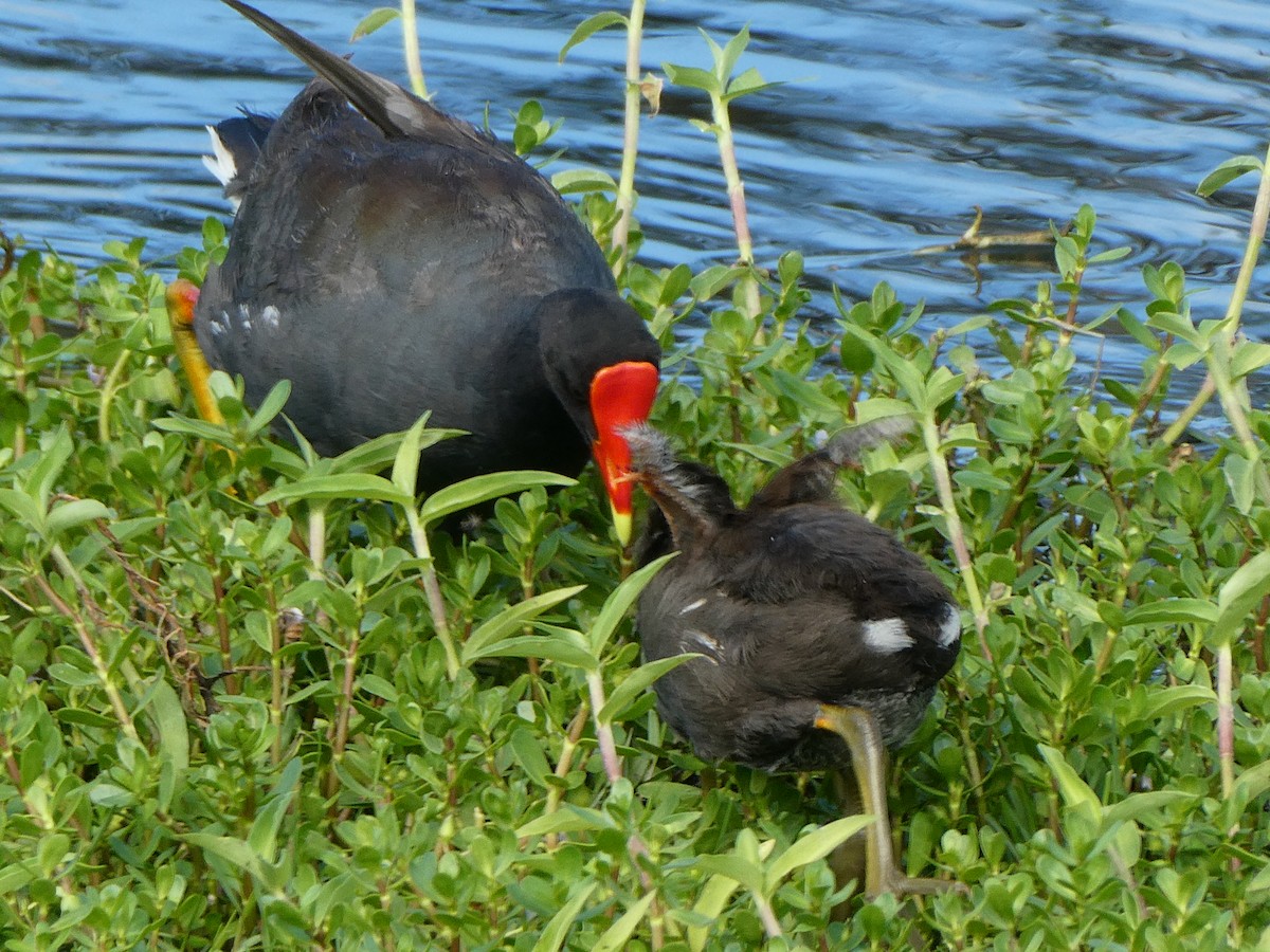 Common Gallinule (Hawaiian) - ML492510491