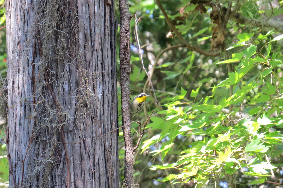 Yellow-throated Warbler - ML492510891