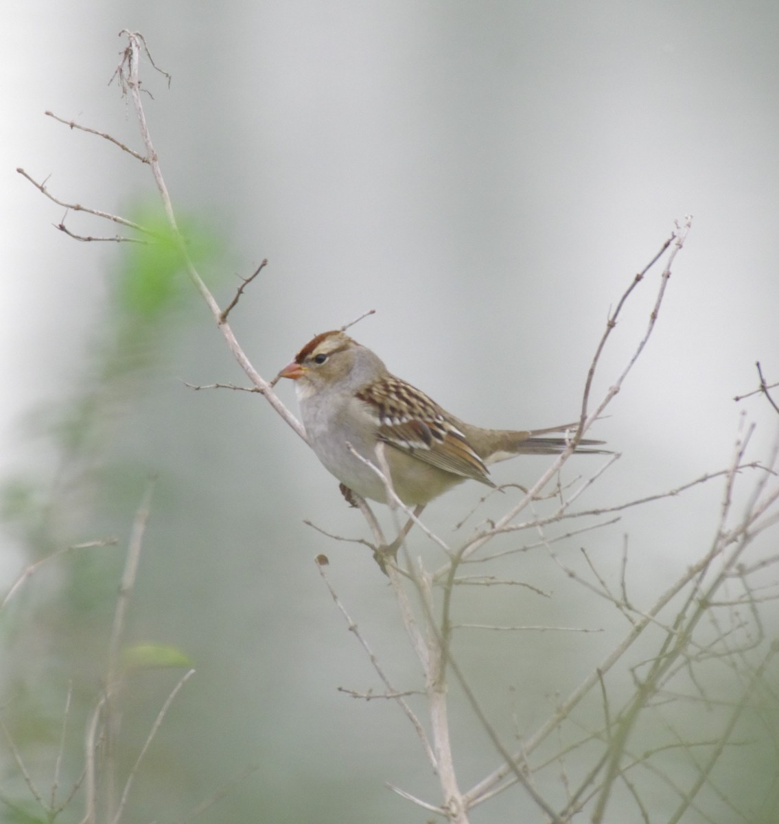 White-crowned Sparrow - ML492511861
