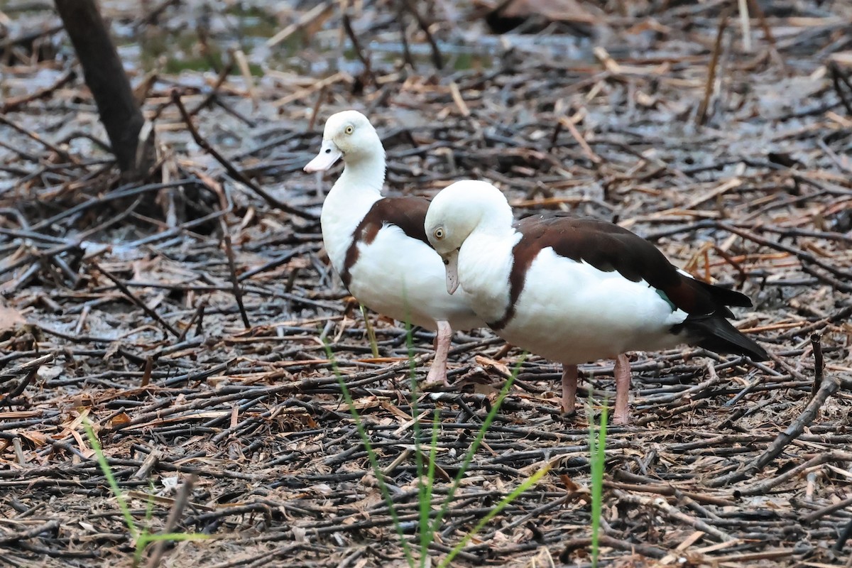 Radjah Shelduck - ML492514891