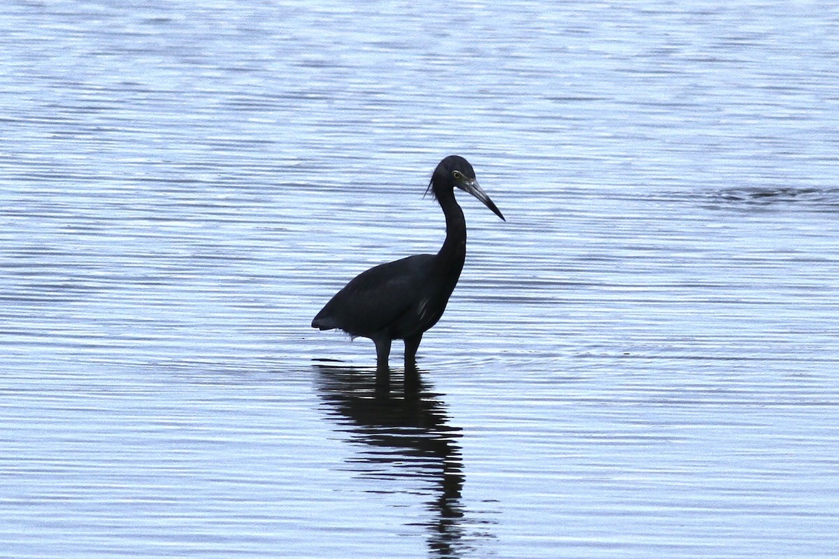 Little Blue Heron - ML492515041